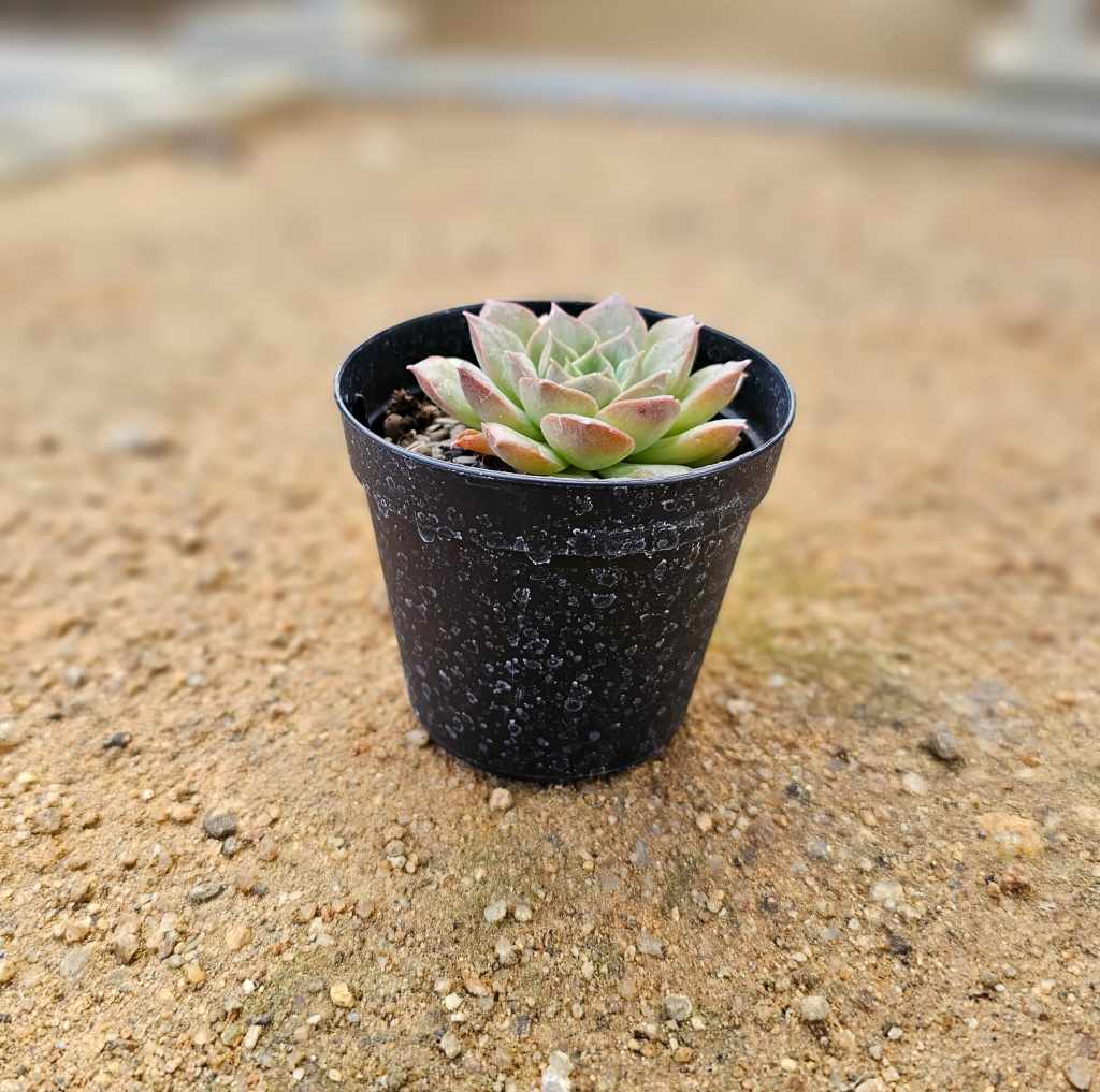 モヒカン 7.5cmポット 多肉植物 エケベリア Echeveria 福岡県産 多肉 観葉植物 インテリアグリーン 寄せ植えに （まとめ買いがお得♪）
