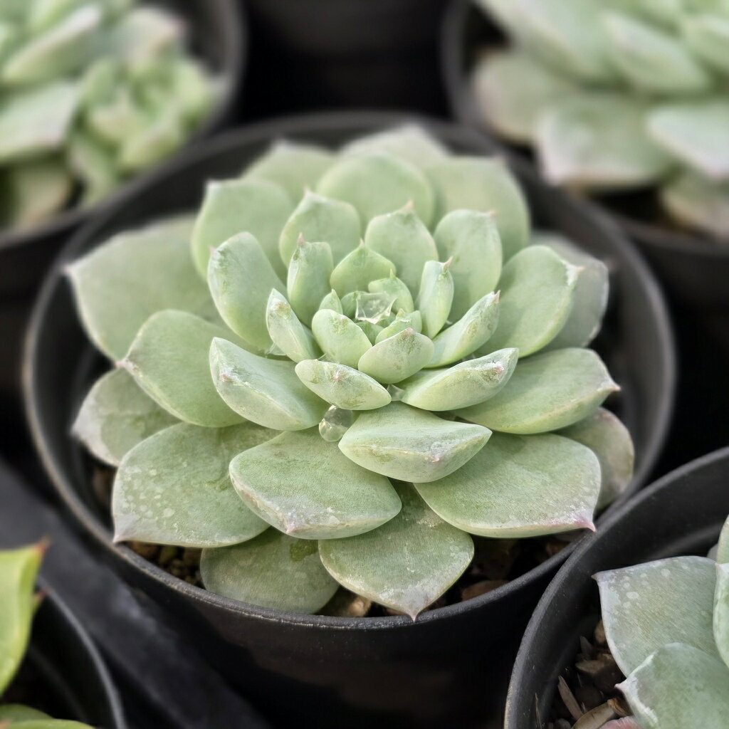 アメイジンググレース 7.5cmポット 多肉植物 エケベリア Echeveria 福岡県産 多肉 観葉植物 インテリアグリーン 寄せ植えに （まとめ買いがお得♪）