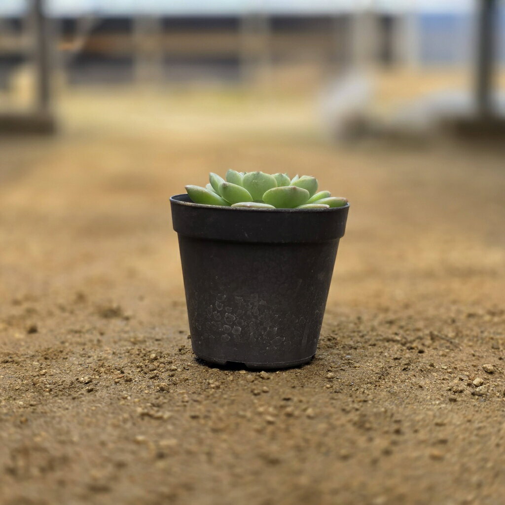アメイジンググレース 7.5cmポット 多肉植物 エケベリア Echeveria 福岡県産 多肉 観葉植物 インテリアグリーン 寄せ植えに （まとめ買いがお得♪）