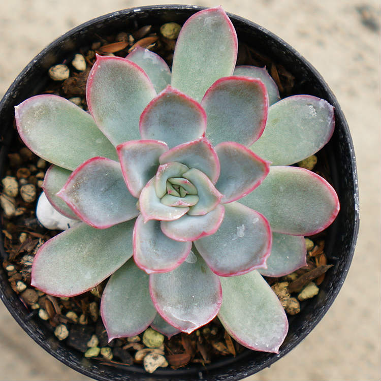 ブルーオリオン 7.5cmポット 多肉植物 エケベリア Echeveria 'Blue Orion' 福岡県産 多肉 観葉植物 インテリアグリーン 寄せ植えに （まとめ買いがお得♪）