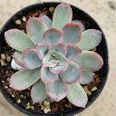 u[II 7.5cm|bg A GPxA Echeveria 'Blue Orion' Y  ϗtA CeAO[ 񂹐A i܂Ƃߔj