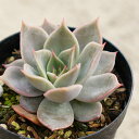 VixAK{CfX 7.5cm|bg A GPxA Echeveria Lilacina agavoides Y  ϗtA CeAO[ 񂹐A i܂Ƃߔj