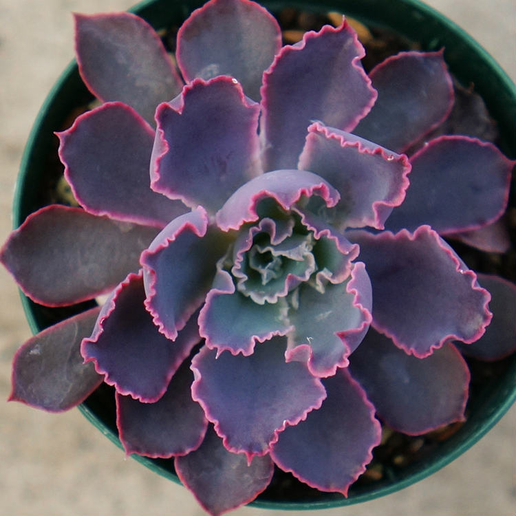 ֥֥ͥ졼 7.5cmݥå ¿ʪ ٥ꥢ Echeveria 'Neon Breakers' ʡ ¿ տʪ ƥꥢ꡼ 󤻿 ʤޤȤ㤤ˡפ򸫤