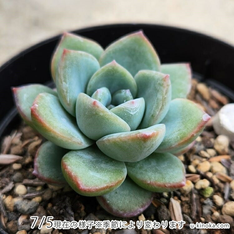 アマビレ 7.5cmポット 多肉植物 ギフト エケベリア Echeveria 'Amabire' 福岡県産 多肉 観葉植物 インテリアグリーン 寄せ植えに （まとめ買いがお得♪）