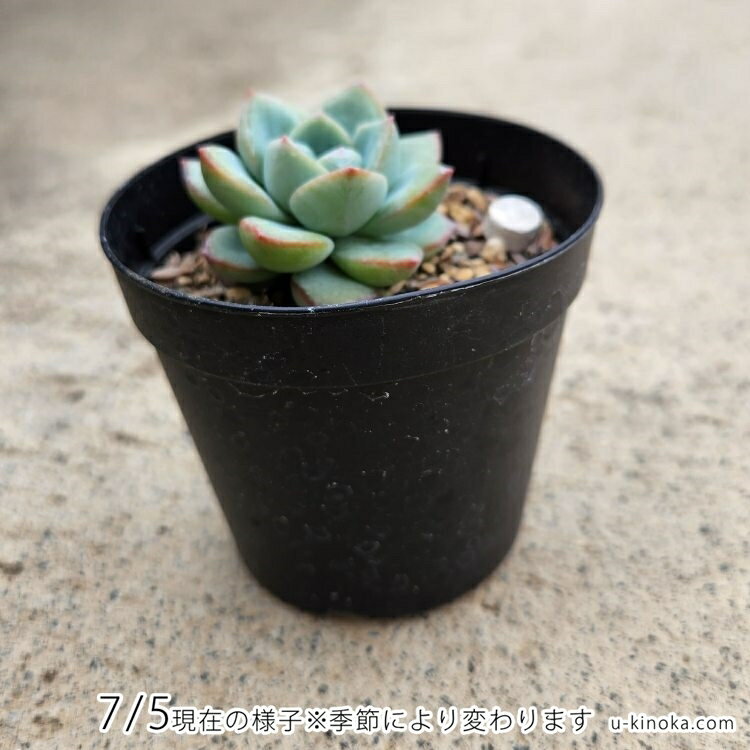 アマビレ 7.5cmポット 多肉植物 ギフト エケベリア Echeveria 'Amabire' 福岡県産 多肉 観葉植物 インテリアグリーン 寄せ植えに （まとめ買いがお得♪）