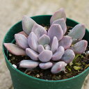 トップシーデビー 7.5cmポット グラプトベリア Graptoveria Topsy Debbi 福岡県産 多肉植物 多肉 観葉植物 インテリアグリーン 寄せ植えに （まとめ買いがお得♪）