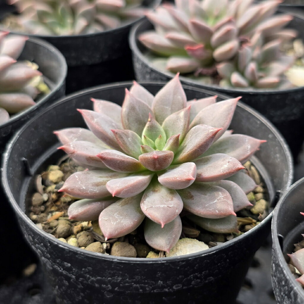 エルメス 7.5cmポット 多肉植物 エケベリア Echeveria 福岡県産 多肉 観葉植物 インテリアグリーン 寄せ植えに （まとめ買いがお得♪）