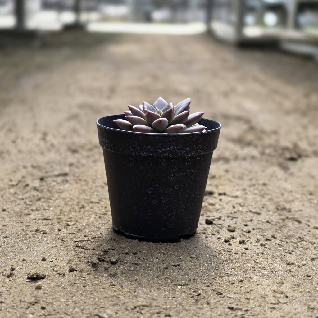 エルメス 7.5cmポット 多肉植物 エケベリア Echeveria 福岡県産 多肉 観葉植物 インテリアグリーン 寄せ植えに （まとめ買いがお得♪）