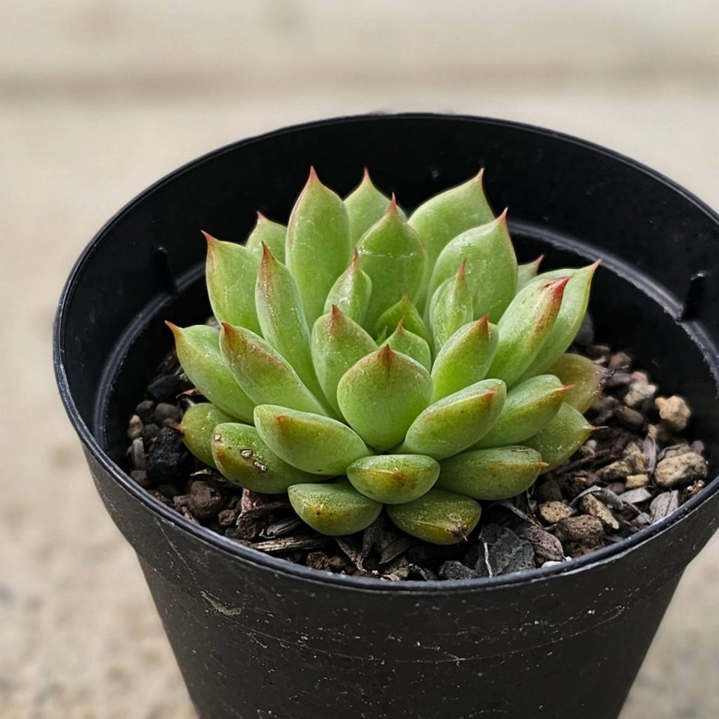 レイマース 7.5cmポット 多肉植物 エケベリア Echeveria 福岡県産 多肉 観葉植物 インテリアグリーン 寄せ植えに （まとめ買いがお得♪）