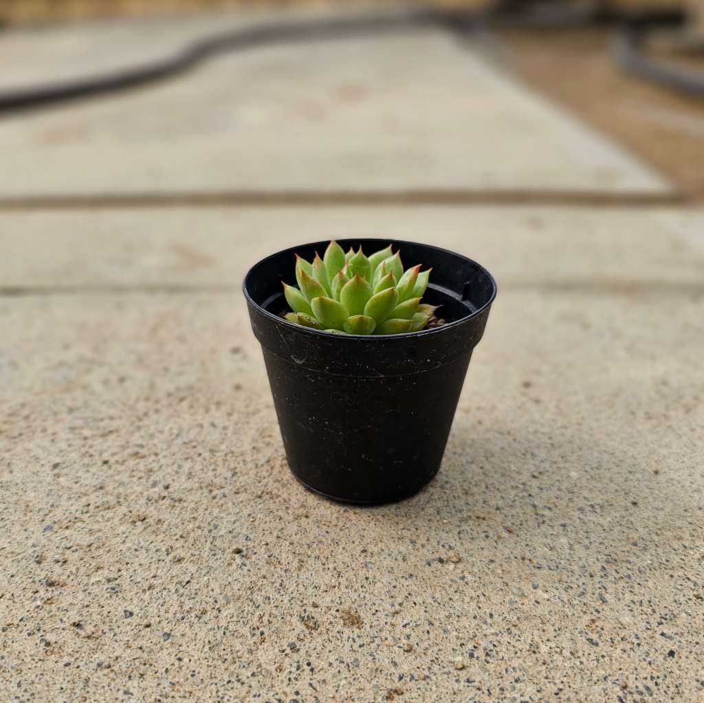 レイマース 7.5cmポット 多肉植物 エケベリア Echeveria 福岡県産 多肉 観葉植物 インテリアグリーン 寄せ植えに （まとめ買いがお得♪）