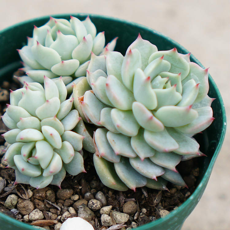 【販売終了】ノバラノセイ 野ばらの精 双頭以上 7.5cmポット （2株以上） エケベリア Echeveria　mexensis 'ZARAGOSA' ザラゴーサ 福岡県産 多肉植物 多肉 観葉植物 インテリアグリーン 寄せ植えに （まとめ買いがお得♪）