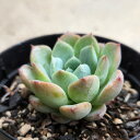 ウェルデ 7.5cmポット 多肉植物 エケベリア Echeveria 福岡県産 多肉 観葉植物 インテリアグリーン 寄せ植えに （まとめ買いがお得♪）