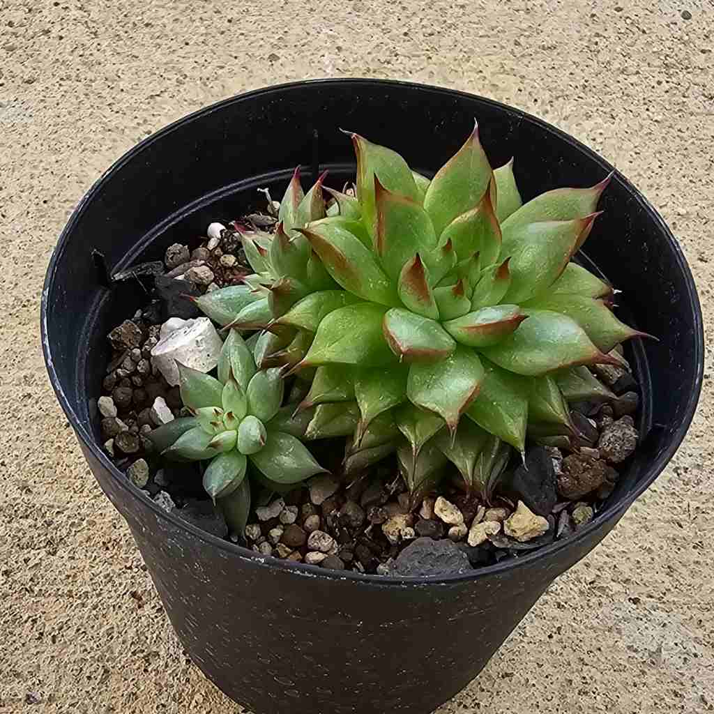 レインスター 7.5cmポット 多肉植物 エケベリア Echeveria 福岡県産 多肉 観葉植物 インテリアグリーン 寄せ植えに （まとめ買いがお得♪）