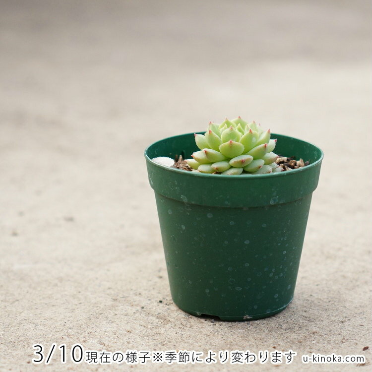 レインスター 7.5cmポット 多肉植物 エケベリア Echeveria 福岡県産 多肉 観葉植物 インテリアグリーン 寄せ植えに （まとめ買いがお得♪）