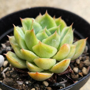 トゥインクル 7.5cmポット 多肉植物 エケベリア Echeveria 福岡県産 多肉 観葉植物 インテリアグリーン 寄せ植えに （まとめ買いがお得♪）