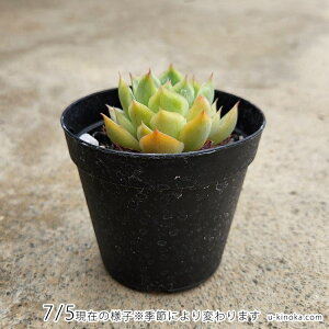 トゥインクル 7.5cmポット 多肉植物 エケベリア Echeveria 福岡県産 多肉 観葉植物 インテリアグリーン 寄せ植えに （まとめ買いがお得♪）