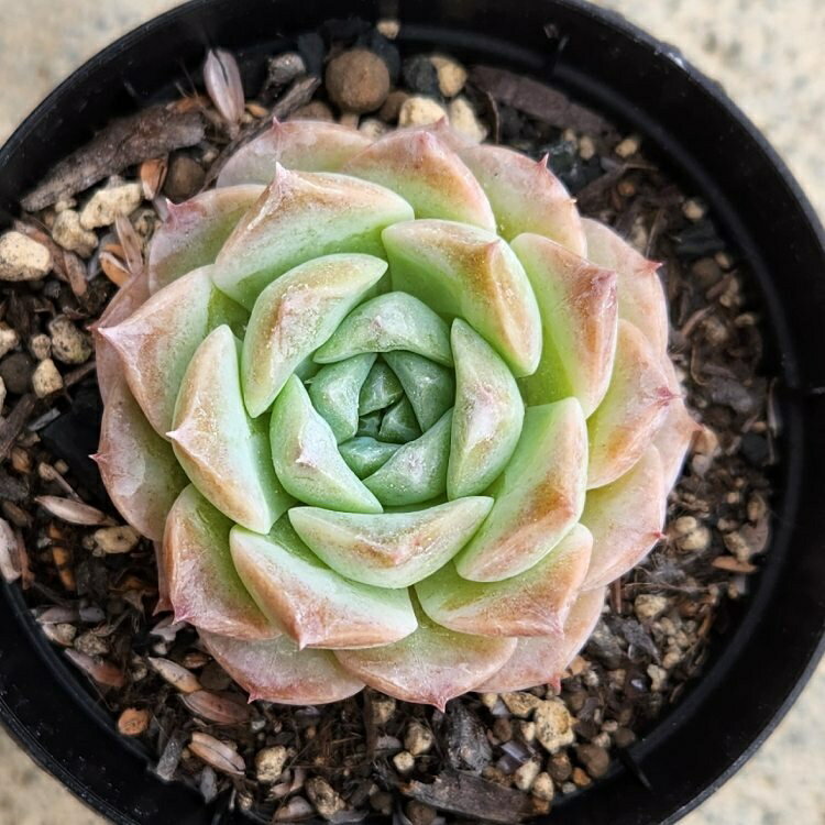 マルレン 7.5cmポット 多肉植物 エケベリア Echeveria 福岡県産 多肉 観葉植物 イ...