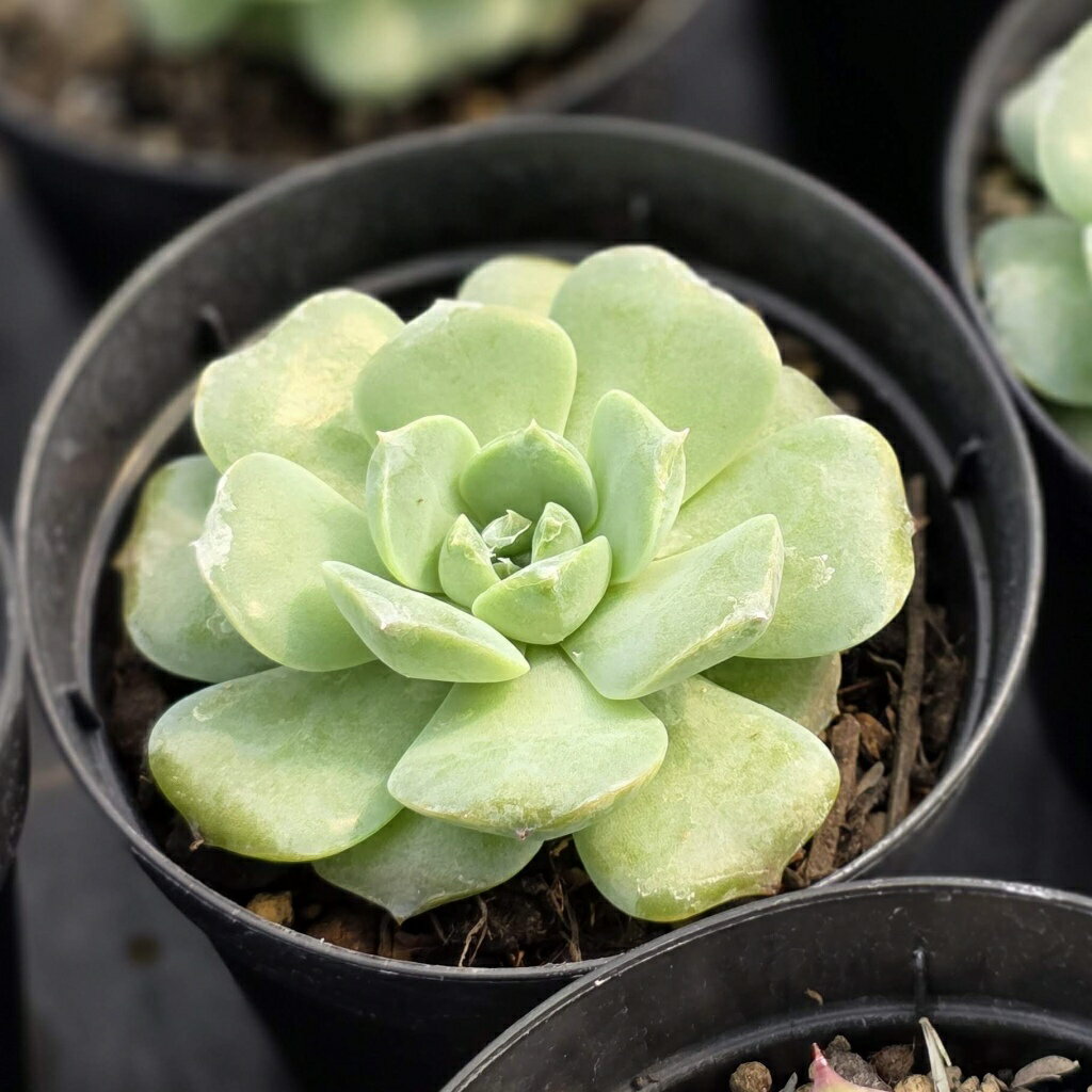 マルレン 7.5cmポット 多肉植物 エケベリア Echeveria 福岡県産 多肉 観葉植物 インテリアグリーン 寄せ植えに （まとめ買いがお得♪）