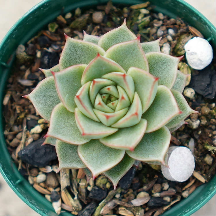 ファビオラ 7.5cmポット 多肉植物 エケベリア Echeveria Fabiola 福岡県産 多肉 観葉植物 インテリアグリーン 寄せ植えに （まとめ買いがお得♪）