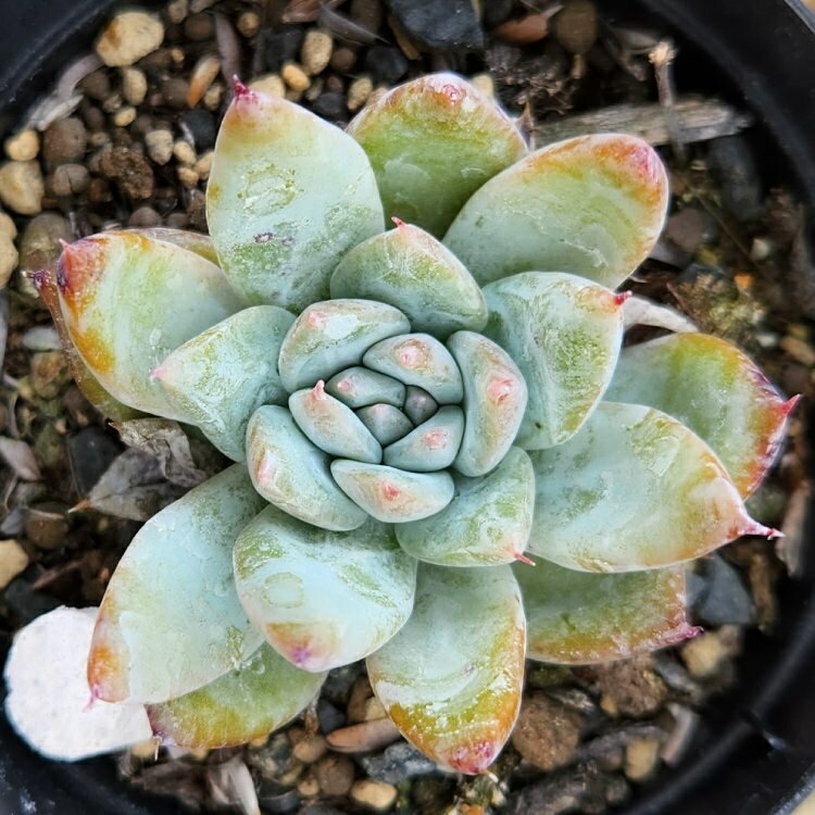 ブルーマウンテン 7.5cmポット エケベリア Echeveria 'Blue Mountain' 多肉植物 福岡県産 多肉 観葉植物 インテリアグリーン 寄せ植えに （まとめ買いがお得♪）