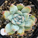 u[}Ee 7.5cm|bg A GPxA Echeveria 'Blue Mountain' Y  ϗtA CeAO[ 񂹐A i܂Ƃߔj