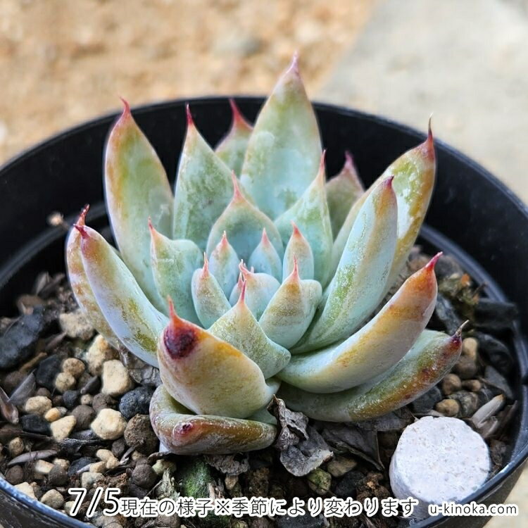 ブルーマウンテン 7.5cmポット 多肉植物 エケベリア Echeveria 'Blue Mountain' 福岡県産 多肉 観葉植物 インテリアグリーン 寄せ植えに （まとめ買いがお得♪）
