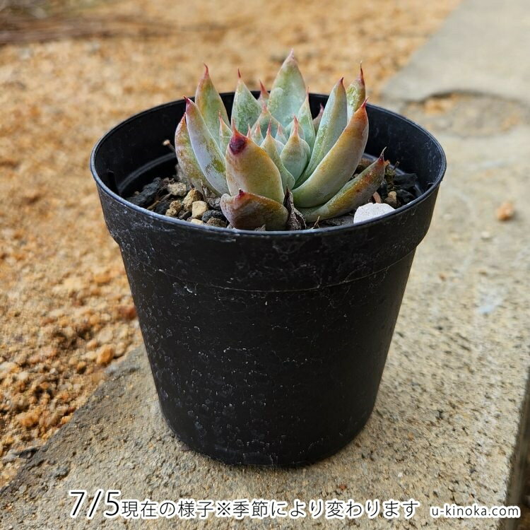 ブルーマウンテン 7.5cmポット 多肉植物 エケベリア Echeveria 'Blue Mountain' 福岡県産 多肉 観葉植物 インテリアグリーン 寄せ植えに （まとめ買いがお得♪）