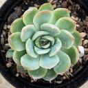 ZZvv 7.5cm|bg A GPxA Echeveria 'Sensepurupu' Y  ϗtA CeAO[ 񂹐A i܂Ƃߔj