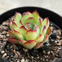 メキシコポルデンシス 7.5cmポット 多肉植物 ギフト エケベリア Echeveria 'Mexican Poldensis' 福岡県産 多肉 観葉植物 イン...