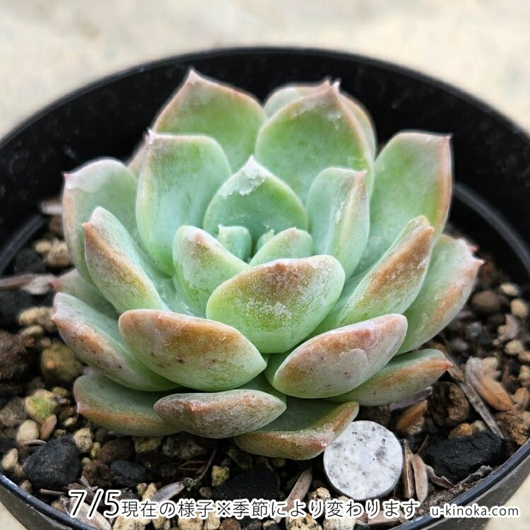 ヒアリナアイス 7.5cmポット 多肉植物 エケベリア Echeveria 福岡県産 多肉 観葉植物 インテリアグリーン 寄せ植えに （まとめ買いがお得♪）