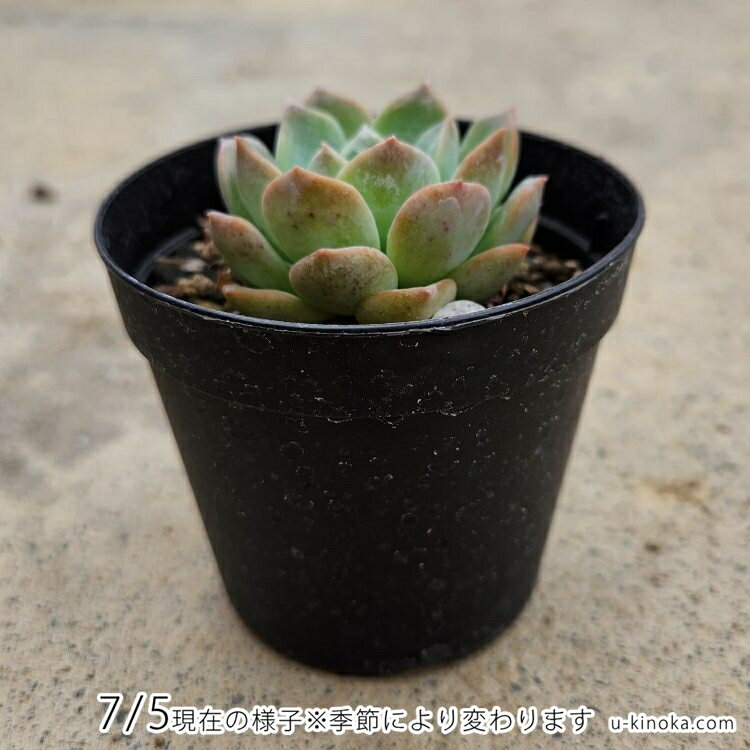 ヒアリナアイス 7.5cmポット 多肉植物 エケベリア Echeveria 福岡県産 多肉 観葉植物 インテリアグリーン 寄せ植えに （まとめ買いがお得♪）