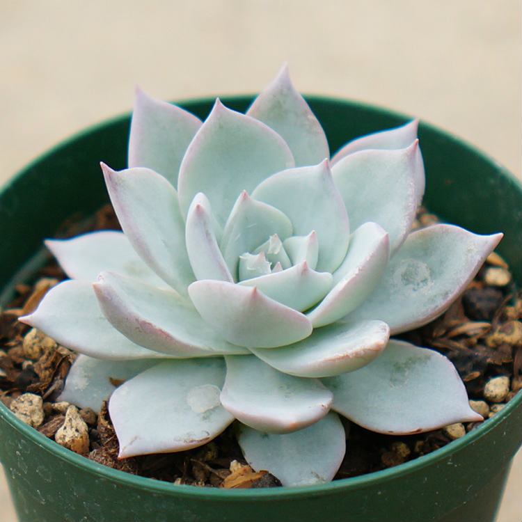 ピーコッキー・プラチナドレス 7.5cmポット 多肉植物 エケベリア Echeveria Peacockii Platinum 福岡県産 多肉 観葉植物 インテリアグリーン 寄せ植えに （まとめ買いがお得♪）