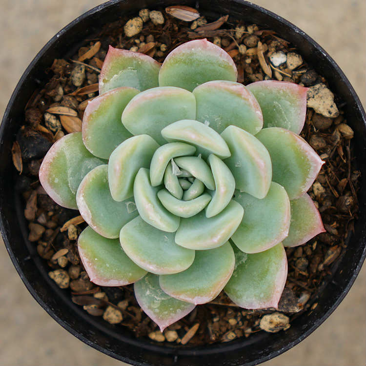 スイレン 睡蓮 7.5cmポット エケベリア Echeveria Suryeon スリョン すいれん 福岡県産 多肉植物 多肉 観葉植物 インテリアグリーン 寄せ植えに （まとめ買いがお得♪）