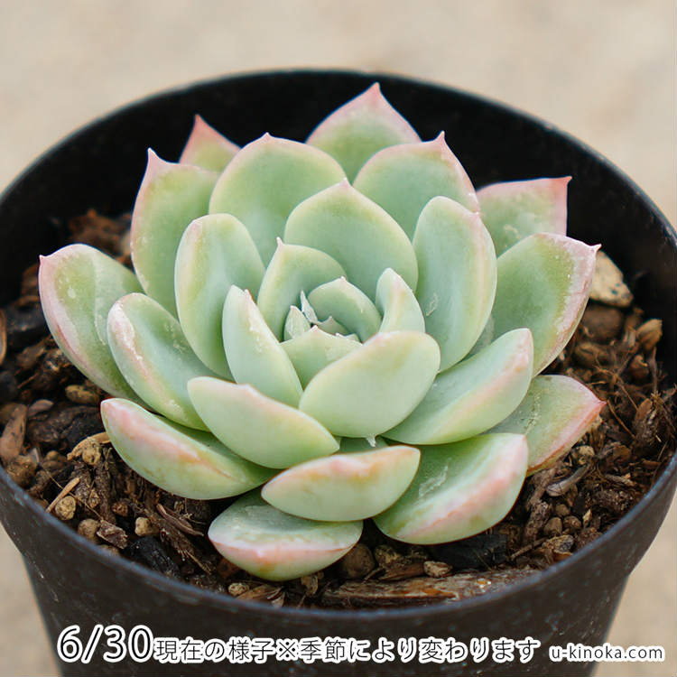 スイレン 睡蓮 7.5cmポット 多肉植物 エケベリア Echeveria Suryeon スリョン すいれん 福岡県産 多肉 観葉植物 インテリアグリーン 寄せ植えに （まとめ買いがお得♪）