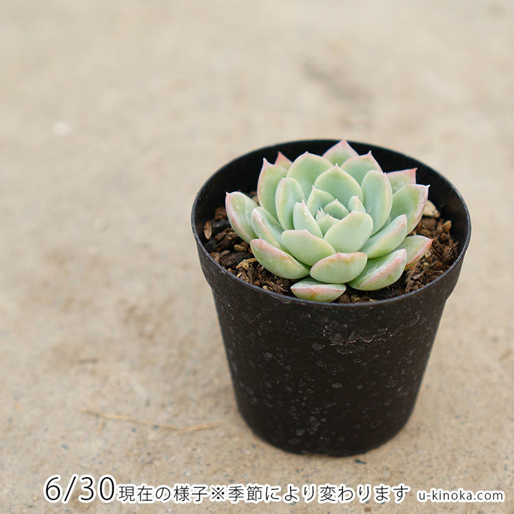 スイレン 睡蓮 7.5cmポット 多肉植物 エケベリア Echeveria Suryeon スリョン すいれん 福岡県産 多肉 観葉植物 インテリアグリーン 寄せ植えに （まとめ買いがお得♪）