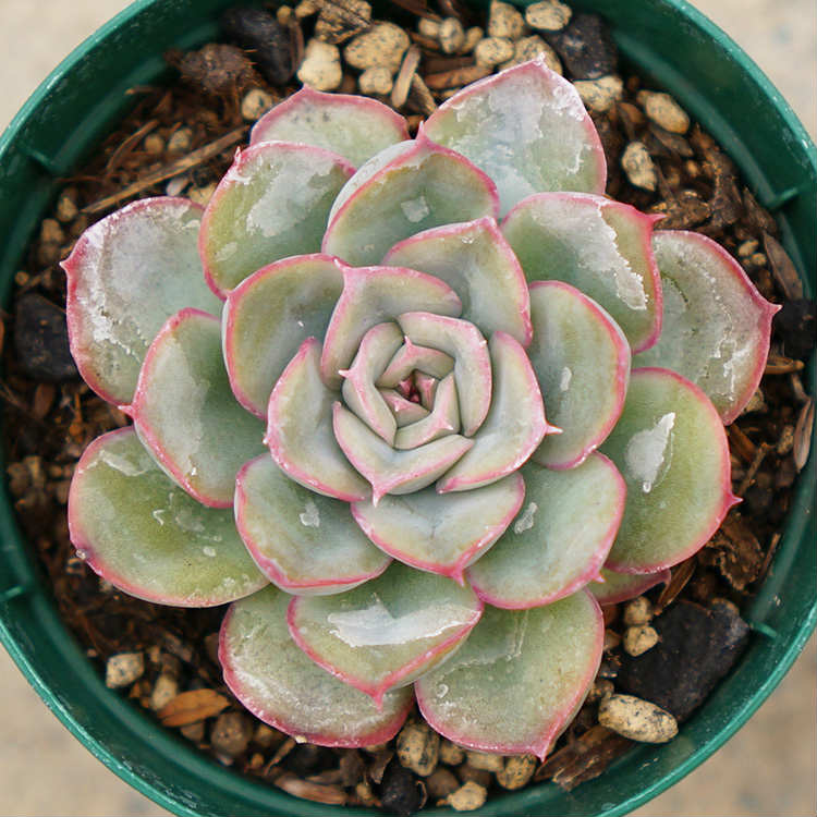 ヘラクレス 7.5cmポット 多肉植物 エケベリア Echeveria hercules 福岡県産 多肉 観葉植物 インテリアグリーン 寄せ植えに （まとめ買いがお得♪）