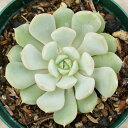 クララ 7.5cmポット エケベリア Echeveria Clara 福岡県産 多肉植物 多肉 観葉植物 インテリアグリーン 寄せ植えに （まとめ買いがお得♪）