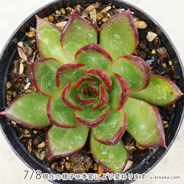 ルブラ 7.5cmポット 多肉植物 エケベリア Echeveria Rubra アガボイデス 福岡県産 多肉 観葉植物 インテリアグリーン 寄せ植えに （まとめ買いがお得♪）