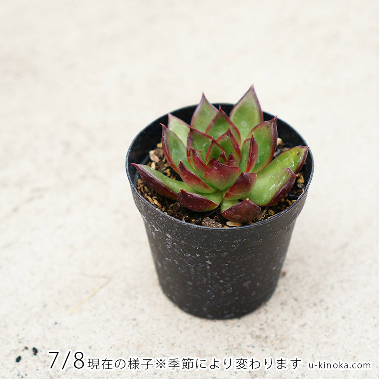 ルブラ 7.5cmポット 多肉植物 エケベリア Echeveria Rubra アガボイデス 福岡県産 多肉 観葉植物 インテリアグリーン 寄せ植えに （まとめ買いがお得♪）