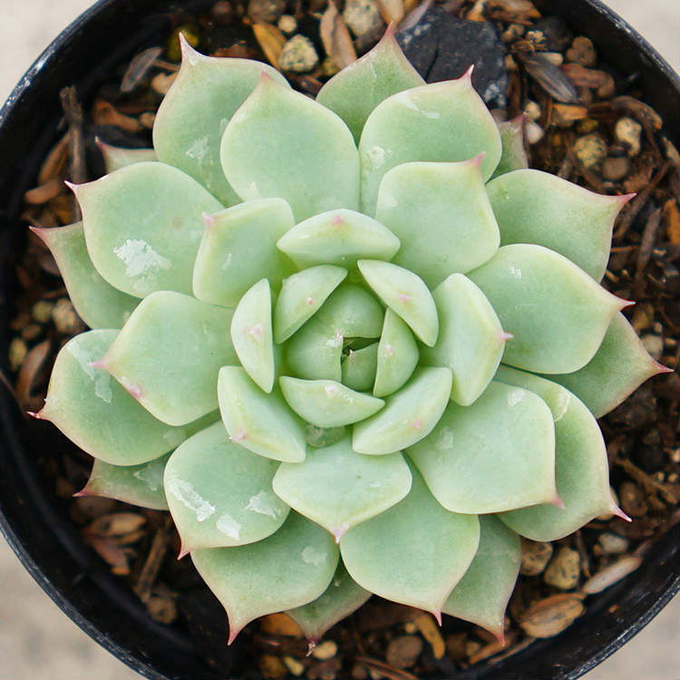 ティッピー 7.5cmポット 多肉植物 エケベリア Echeveria Tippy 福岡県産 多肉 観葉植物 インテリアグリーン 寄せ植えに （まとめ買いがお得♪）