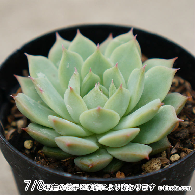 ティッピー 7.5cmポット 多肉植物 エケベリア Echeveria Tippy 福岡県産 多肉 観葉植物 インテリアグリーン 寄せ植えに （まとめ買いがお得♪）