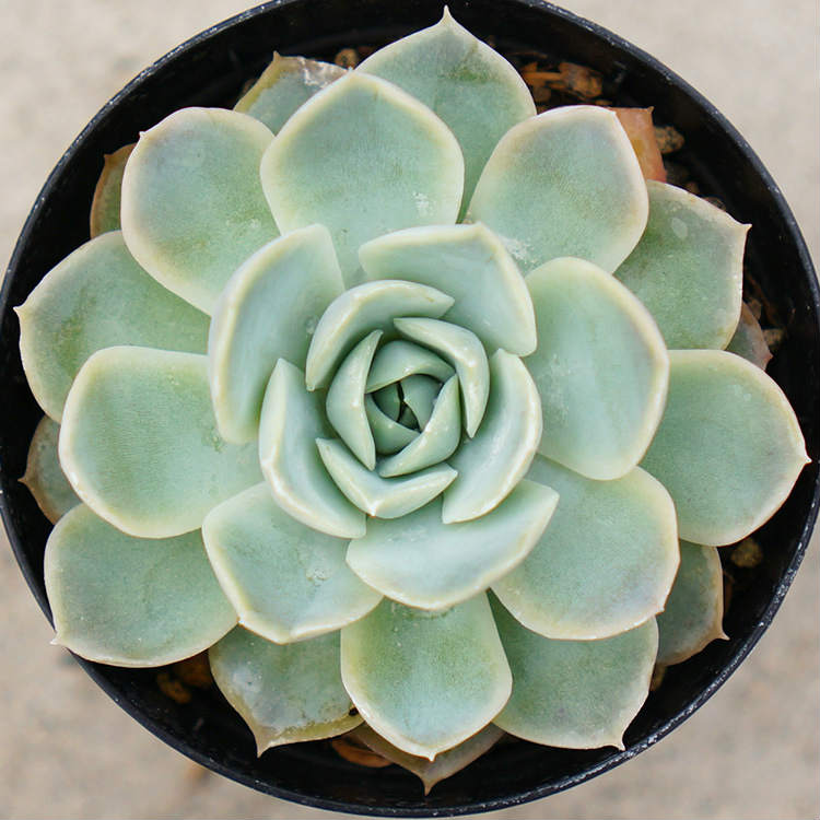 ジョセリン 7.5cmポット 多肉植物 エケベリア Echeveria Jocelyn 福岡県産 多肉 観葉植物 インテリアグリーン 寄せ植えに （まとめ買い..