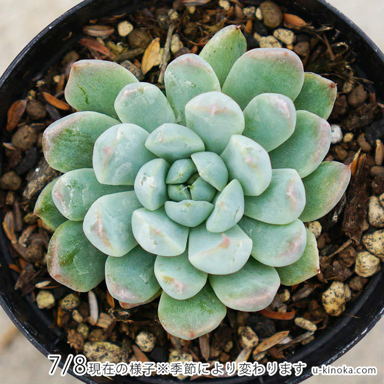 ピンクネーション 7.5cmポット 多肉植物 エケベリア Echeveria 'Pinknation' 福岡県産 多肉 観葉植物 インテリアグリーン 寄せ植えに （まとめ買いがお得♪）