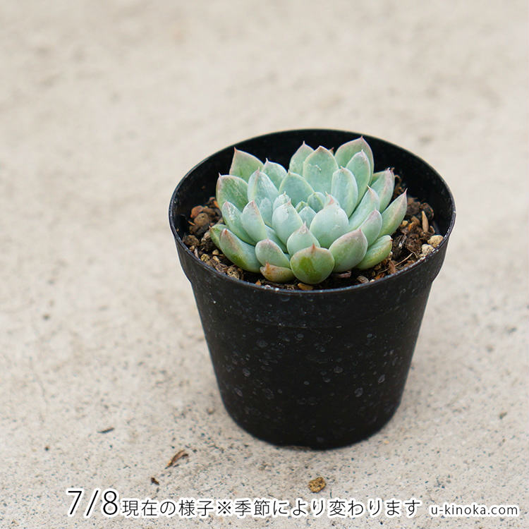 ピンクネーション 7.5cmポット 多肉植物 エケベリア Echeveria 'Pinknation' 福岡県産 多肉 観葉植物 インテリアグリーン 寄せ植えに （まとめ買いがお得♪）