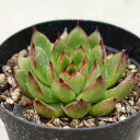 楽天季の香（きのか）レディースフィンガー 7.5cmポット 多肉植物 エケベリア Echeveria Ladies finger 福岡県産 多肉 観葉植物 インテリアグリーン 寄せ植えに （まとめ買いがお得♪）