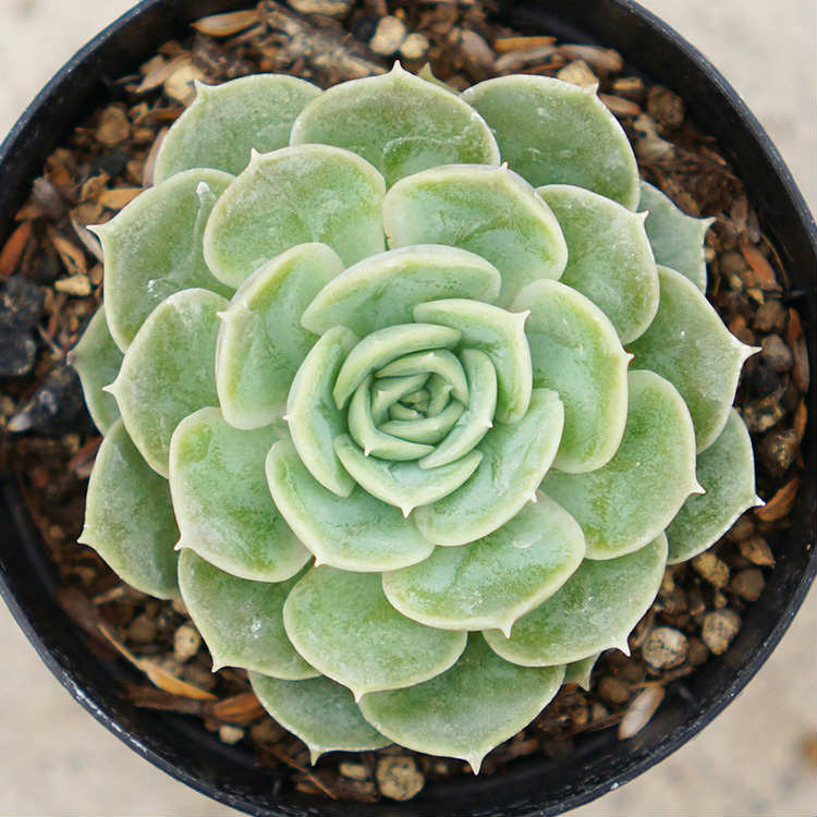 オンスロー 7.5cmポット エケベリア Echeveria Onslow 多肉植物 福岡県産 多肉 観葉植物 インテリアグリーン 寄せ植えに （まとめ買いがお得♪）