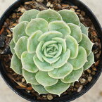 オンスロー 7.5cmポット 多肉植物 エケベリア Echeveria Onslow 福岡県産 多肉 観葉植物 インテリアグリーン 寄せ植えに （まとめ買いがお得♪）