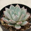 女美月 7.5cmポット エケベリア Echeveria Yeomiwol ユーメイユエ バイオリーナ 福岡県産 多肉植物 多肉 観葉植物 インテリアグリーン 寄せ植えに (まとめ買いがお得♪)