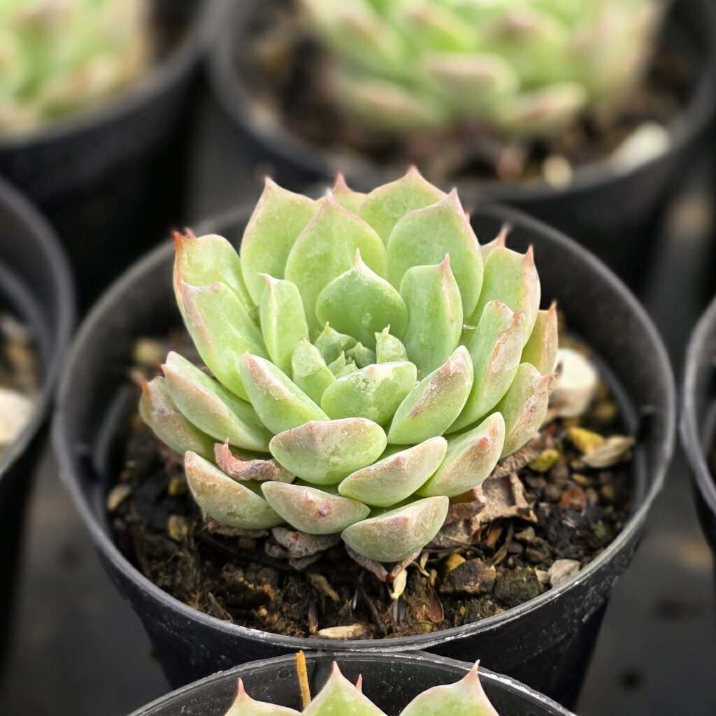 コロラータxヒアリナ 7.5cmポット 多肉植物 エケベリア Echeveria 福岡県産 多肉 観葉植物 インテリアグリーン 寄せ植えに （まとめ買いがお得♪）