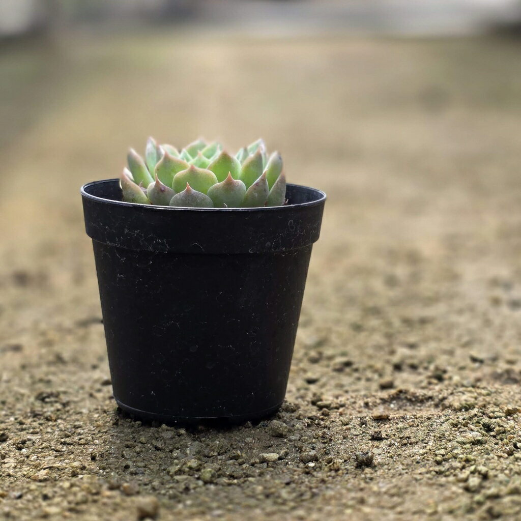 コロラータxヒアリナ 7.5cmポット 多肉植物 エケベリア Echeveria 福岡県産 多肉 観葉植物 インテリアグリーン 寄せ植えに （まとめ買いがお得♪）
